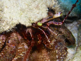 Giant Hermit Crab IMG 4627